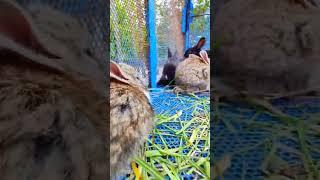 DoDo HosS - Cute Baby Rabbits #pets