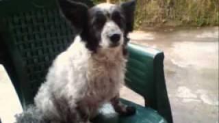 sirtaki live.flv