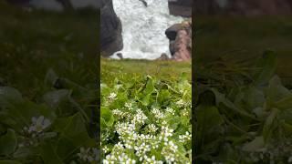 Cochlearia officinalis/Ложечница лекарственная/#shortvideo