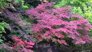 遼寧--本溪-關門山森林公園初秋〈4K〉