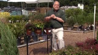 Dwarf nandinas are colorful compact shrubs