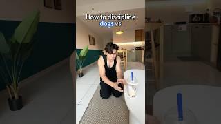 How to discipline dogs vs cats