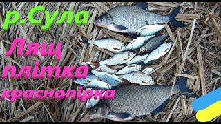 #Сула # Лящ і плітка на фідер #РибачуЯкУмію