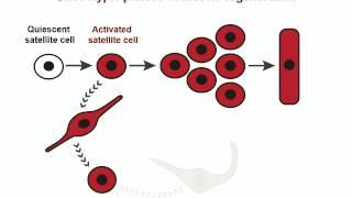 BioEssays: Stem cell dynamics in muscle regeneration: