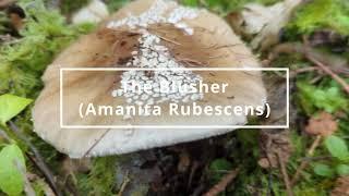 The Blusher - Foraging Mushrooms UK (Amanita Rubescens)