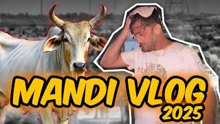Mandi Vlog 2025 | Who Is Mubeen