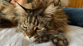 Experience Real Life With A Maine Coon Cat