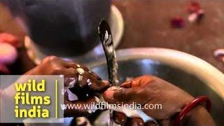 Woman cutting fish at a Bengali wedding