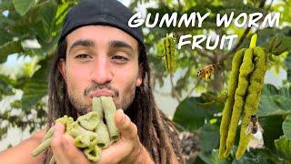 Gummy Worm Fruit Harvesting and Eating ASMR