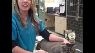 Giving Medication To Your Cat