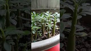 Adenium Seedling Update #shorts #short #youtubeshorts #youtube #viral #garden #adenium #hobby