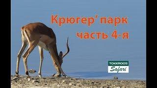 Kruger National park_ selfdrive Национальный Парк Крюгера (4 часть).. о правилах и предосторожностях