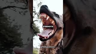 The Most Powerful Animal Bite