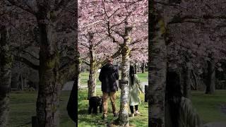 Beautiful things please stay #music #cherryblossomchannel