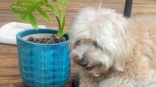 Tired Tedi The Dog With Passport to Travel is live!