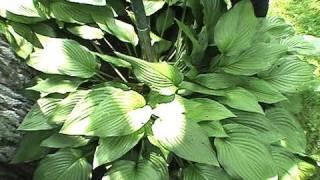 Transplant Hostas, How to Divide & Plant Hostas - GardenFork #17