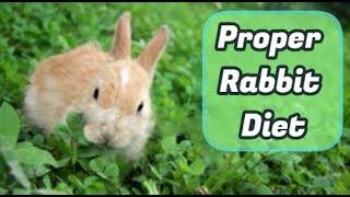 Rabbit Diet - Feeding Your Rabbit the Correct Food is Vital to Their Health