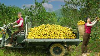 Harvesting Many Orange Goes To Market Sell By 3-Wheeled Vehicle - Vegetable Seeding