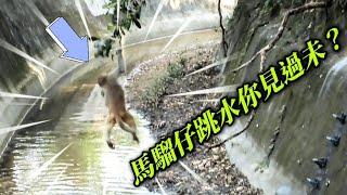 [ 香港動物 ]  :  馬騮仔跳水你見過未？