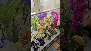 Оранжереи пока достаточно#орхидеи #оранжерея #flowers #орхидеицветут #цветы #orchid #greenhouse