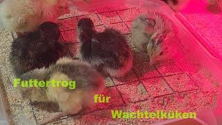 Futtertrog für Wachtelküken selber bauen günstig und schnell