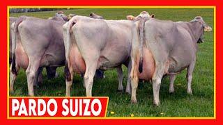  GANADO LECHERO  Caracteristicas del Pardo Suizo  Vacas Lecheras Brown Swiss Cow