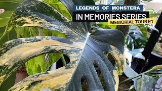 P1. Memorial Plant Tour with Insane Variegated Monstera | Albo Mint Aurea | In Memories Series