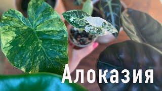 No.93. Alocasia. Plant features, basic care, adaptation, varieties, pricing.