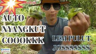 jebakan sirtu menggunakan pulut