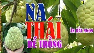 Na thái - loại na đạt năng suất cao | SIÊU THỊ CÂY GIỐNG WELOFARM