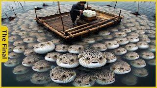 How Are 15.5 Millions of Puffer Fish Raised and Processed by Japanese Fishermen? Farming Documentary