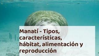 MANATÍ - Tipos, características, hábitat, alimentación y reproducción