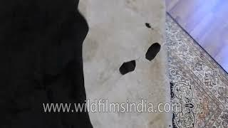 Fluffy black carpet made from natural animal hair in Tibet | Yak hair carpet