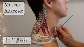 Muscle Anatomy: The SCALENES