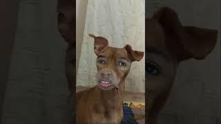 unique dog #shorts #dogsound #barks #dog #labrador #barkingside