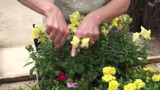 Deadheading Flowers