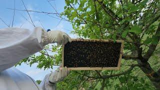 Bee Hive Production is booming this season. Learning along the way.