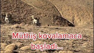 DUMAN VE KURTLAR  #kangal #kurtlar #kurt #wolf #dog