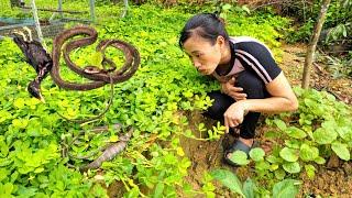 The starling was swallowed alive by the snake | Ban Thi Diet