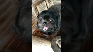 Sweet Small Black ShihTzu Puppy Surprise by Owner!