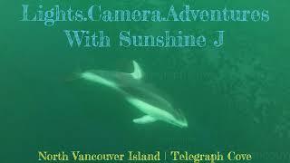 North Vancouver Island | Telegraph Cove | Orcas, Dolphins, Porpoises, Otters, Sea Lions & Humpbacks