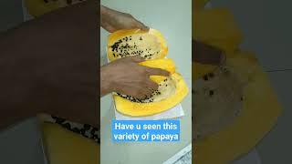saurashtra variety papaya #taste #fruit #health #food #foodie #shortvideo #blogger