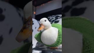My pet duck broke the cam / Tag someone who’d love this #BlockBlast #game