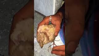 وجود بیماری مخفی ونمایان شدن بعد از واکسن خوردن جوجه کبوتر المانی در مشهد #کبوتربازی #pigeon #شورت