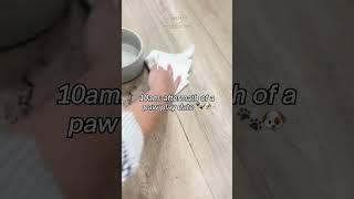 Amazing COREtec Sea Salt Oak Flooring: Durability Shown