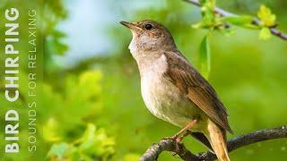 Birds Singing - 24 Hours Relaxing Birds, Soft Nature Sounds, Chirping Birds