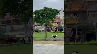 Doggy chasing flocks of doves 🩵#shortsvideo #youtubeshorts #cuteanimals #dog #tamsuitaiwan