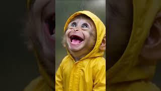 Baby Monkey’s First Rain! ️