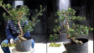 How to design a bonsai - Bonsai Design Ideas #17