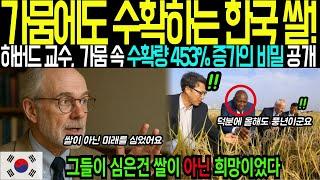 아프리카 가뭄 속 쌀 수확량 453% 증가의 비밀, 가나를 뒤집어놓다  | 해외감동사연 | 해외감동